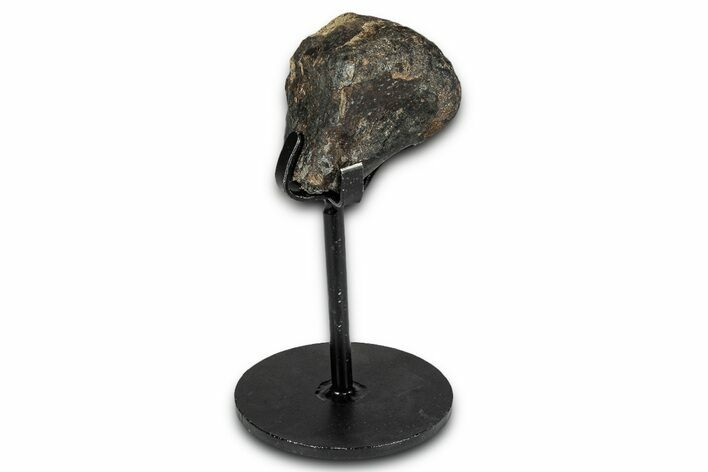 Partial Hadrosaur Metacarpal w/ Metal Stand - South Dakota #339088